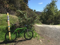 1999 Bianchi B.A.S.S