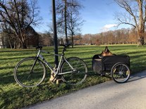 BTwin Commuter / Cargo with dog-trailer