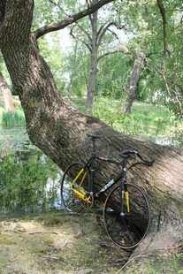 Cinelli VIgorelli  black 2013 photo