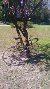 Colnago marrakesh gold & brown For Sale photo