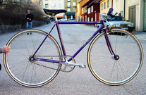 Levant Purple Rainbow flake NJS photo