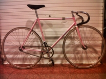 Pink fade Makino NJS photo