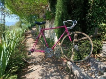Mercier rose