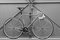 Procyon NJS photo