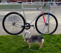 Samson NJS Ratalicious photo