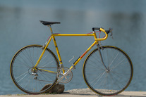 Yellow Fever