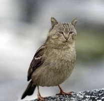 kuukpikensis