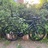 Omnium CXC V3 Forest Green All-Road