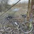 Brown Surly Cross Check