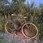 Everyday tracklocross bike