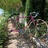 Mercier rose