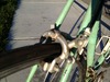1985??? Bianchi photo
