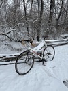 2008 Motobecane Record photo
