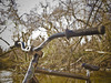 2011 Destroy Bicycles "Loser" 29er FGFS photo