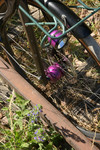 Berthoud Cycles Custom John Steel photo