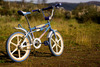 BH California Star 3 photo