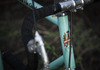 Bianchi Pista Via Condotti photo