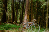 Black Mountain Cycles Monstercross photo