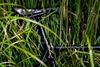 BlackBird Surly Steamroller photo