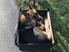 BTwin Commuter / Cargo with dog-trailer photo