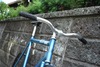 Cannondale Track 1992 57cm  for sale photo