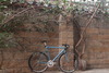 cannondale track / 92" / 56cm. photo