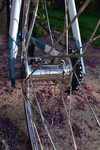 cinelli gazzetta photo