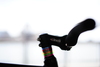 Cinelli mash histogram NYC photo