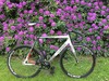 Cinelli Mash Parallax photo