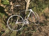 Cinelli Mash Parallax photo