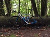 Cinelli Zydeco photo