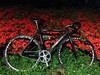 Colnago C50 Pista photo