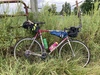 Colnago decor road whip photo