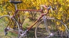 Colnago marrakesh gold & brown For Sale photo