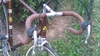 Colnago marrakesh gold & brown For Sale photo