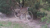 Colnago marrakesh gold & brown For Sale photo