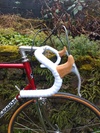 Colnago Super 1979 photo