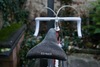 COLNAGO Super & Campagnolo 50th photo