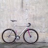 Colossi Al colossione x Vivalo NJS /59cm photo