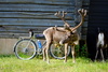 Cyclo Bicycles Grava Allroad photo