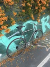 Dolphino TT the fixie photo