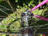 Eddy Merckx Corsa Extra Team Telekom 56 photo