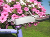 Endorphin photo