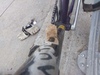 Enigmatic and well used track bike photo Enigmatic and well used track bike photo