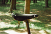 Focus Highland Peak (1990s) photo