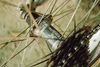 Focus Highland Peak (1990s) photo