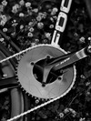 Focus Izalco Race Al photo Focus Izalco Race Al photo