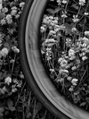 Focus Izalco Race Al photo Focus Izalco Race Al photo