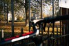 Giant Tcr Advanced photo