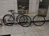 Gold Samson Njs photo